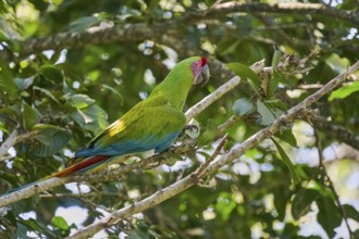 Great green macaw (Ara ambiguus) Costa Rica