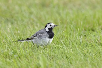 White wagtail (Motacilla alba) foraging on a lawn in a garden, Wilnsdorf, North Rhine-Westphalia,