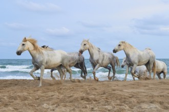 Group of white Camargue horses running along the sandy beach, the sea in the background under a