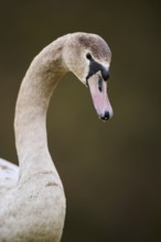 Mute swan (Cygnus olor) portrait, youngster, Bavaria, Germany, Europe