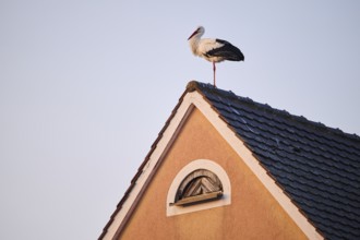 White stork (Ciconia ciconia) standing on a rooftop, Bavaria, Germany, Europe