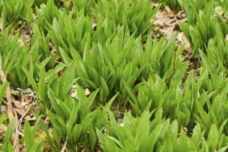 Wild garlic (Allium ursinum) growing in a forest in spring, Bavaria, Germany, Europe