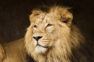 Asiatic lion (Panthera leo persica) male, portrait, Germany, Europe