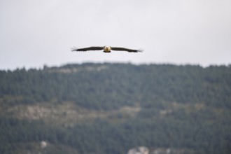 Bearded Vulture (Gypaetus barbatus) adult bird in flight with mountains in the backround, Pyrenees,