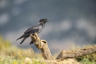 Common raven (Corvus corax) sitting on a dead branch, Pyrenees, Catalonia, Spain, Europe