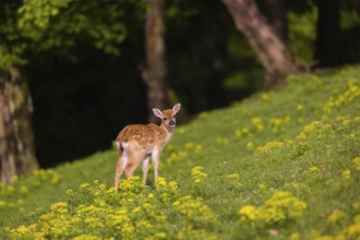 One young Manchurian sika deer or Dybowski's sika deer (Cervus nippon mantchuricus or Cervus nippon