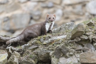 One beech marten running between the stones of a ruin of an ancient castle looking for food