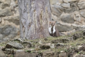 One beech marten running between the stones of a ruin of an ancient castle looking for food