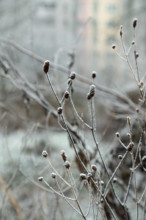 Grass covered with hoarfrost. Abstract floral background, garden and winter concept. Frost texture,