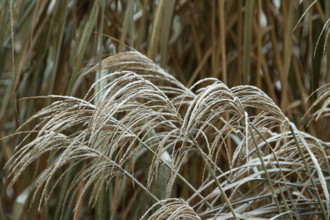 Grass covered with hoarfrost. Abstract floral background, garden and winter concept. Frost texture,