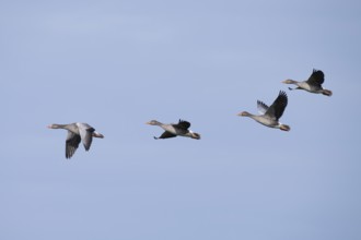 Greylag goose (Anser anser) formation in flight, North Rhine-Westphalia, Germany, Europe