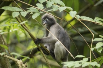 Dusky leaf monkey (Trachypithecus obscurus), Kaeng Krachan National Park, Phetchaburi Province,