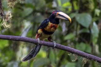 Pale-mandibled aracari (Pteroglossus erythropygius), Mindo Forest Reserve, Mindo, Ecuador, South