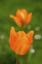 Orange-coloured tulips (Tulipa) in spring. Shallow depth of field, a sharp tulip in the foreground,