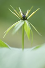 Herb Paris (Paris quadrifolia), Emsland, Lower Saxony, Germany, Europe