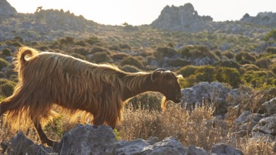 A brown goat walks through a rocky area in the light of the low sun, sheep (e) or goat (n), ovis,