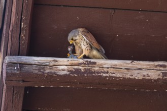 Common Kestrel (Falco tinnunculus), adult male perched on the beam of a house roof, eating a