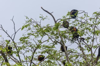 Howler monkeys (Alouatta), primates (Anthropoidea), Sierpe, Puentarenas, Costa Rica, Central