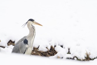 A grey heron (Ardea cinerea) stands still in the snow, surrounded by winter tranquillity, Hesse,