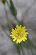 Meadow hogweed (Tragopogon pratensis), yellow flower in the garden, Wilnsdorf, North