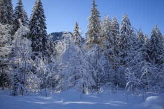 Winter landscape in the snow, snowy landscape, snow-covered trees, Oberstdorf, Oberallgäu, Allgäu,