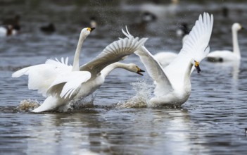 Tundra Swan, Bewick's Swan, Cygnus columbianus at winter in Slimbridge, England, United Kingdom,