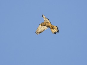 Common Kestrel (Falco tinnunculus), adult male in flight, hovering against a blue sky, Hesse,