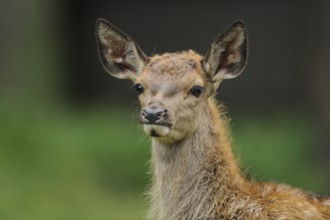 A young stag with large ears looks curiously at its surroundings, red deer (Cervus elaphus),