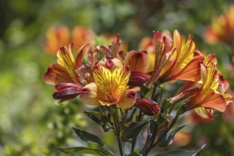 Inkalilien (Alstroemeria), Münsterland, North Rhine-Westphalia, Germany, Europe