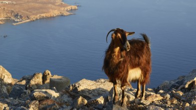 A goat standing on a rocky hill overlooking a coastal landscape, sheep (e) or goat (n), ovis,