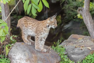 A young Eurasian lynx (Lynx lynx) sits on a rock under a bush