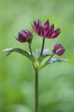 Starry umbel (Astrantia major Rubra), Emsland, Lower Saxony, Germany, Europe