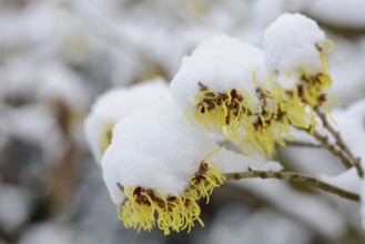 Witch hazel (Hamamelis mollis Pallida) in the snow, Emsland, Lower Saxony, Germany, Europe