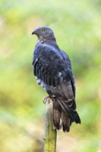 European Honey Buzzard (Pernis apivorus), adult male perched on a pole, Bavarian Forest, Bavaria,