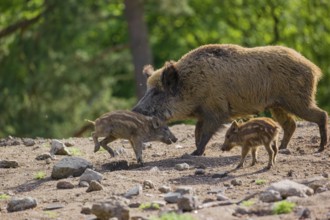 A wild boar (Sus scrofa) with some piglets looking for food in a clearing