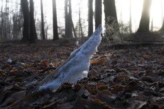 Ice crystals on the dead wood of a branch, North Rhine-Westphalia, Germany, Europe