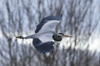 Grey heron (Ardea cinerea), also heron in flight, North Rhine-Westphalia, Germany, Europe