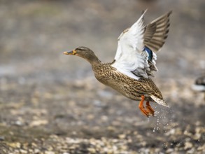 Mallard, Anas platyrhynchos, birds in flight over winter marshes