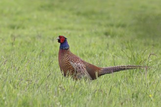 Pheasant, hunting pheasant (Phasianus colchicus), adult male bird in a meadow, wildlife, Lembruch,