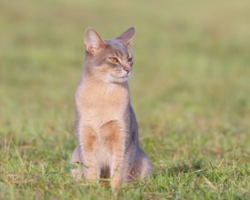 Burmese cat, Burmese, sitting in a meadow, short-haired breed of domestic cat, Altmühlsee,