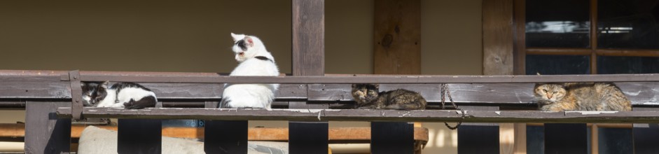 Four cats relaxing on a wooden veranda in the rural sunshine, Central Bohemia, Czech Republic,