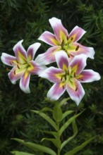 Lily blossom (Lilium, Oriental section), Emsland, Lower Saxony, Germany, Europe