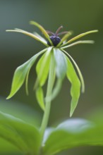 Herb Paris (Paris quadrifolia), Emsland, Lower Saxony, Germany, Europe