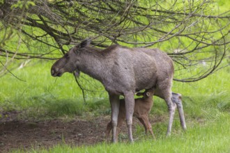 Moose (Alces alces) cow suckling her 10 days old calf under a tree with green grass around