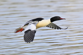 Goosander (Mergus merganser), male in flight over Lake Zug, Switzerland, Europe