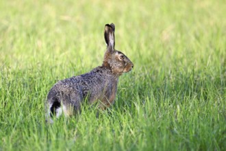 European hare (Lepus europaeus), standing in meadow, Lake Neusiedl National Park, Seewinkel,