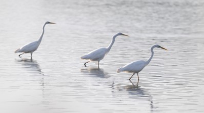 Great White Egret (Ardea alba) standing in the shallow water zone of a pond, looking for food,