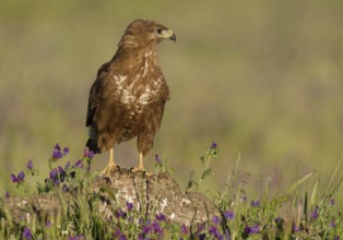 Common buzzard (Buteo buteo), portrait, Castilla-La Mancha, Spain, Europe