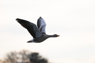 Greylag goose (Anser anser) in flight, North Rhine-Westphalia, Germany, Europe