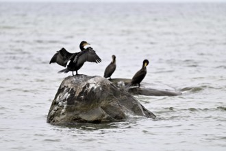 Cormorant (Phalacocorax carbo), with outstretched wings sitting on a rock in the Baltic Sea, Poel